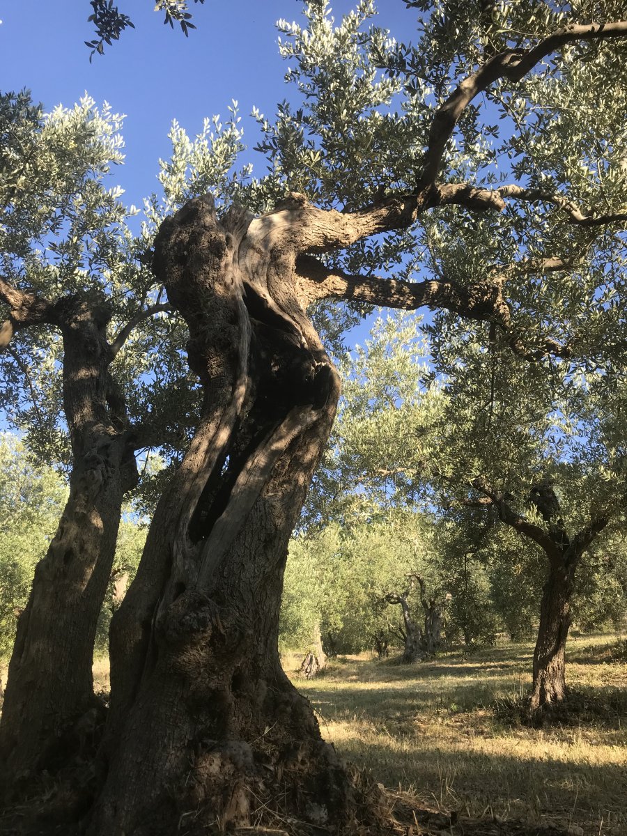 Viverra Suspendisse Potenti Nullam Quis.